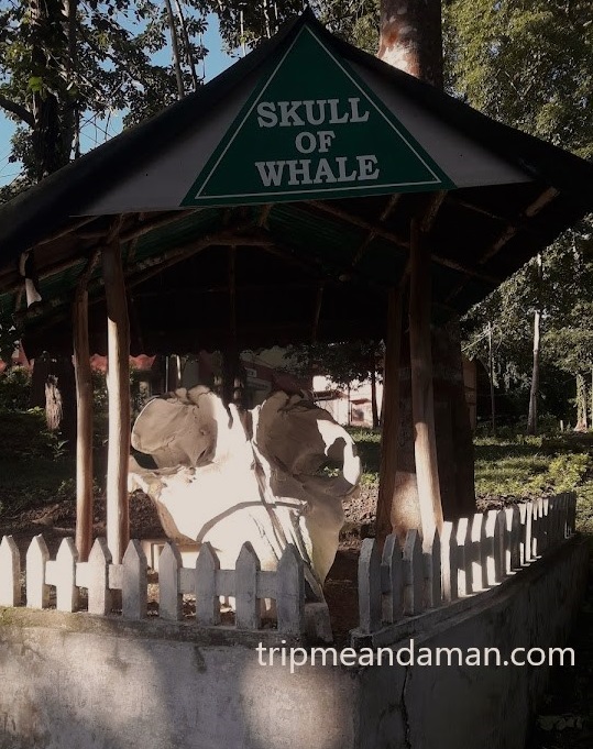 Whale Skull