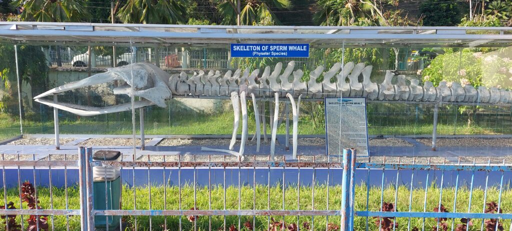 Andaman Fish Aquarium