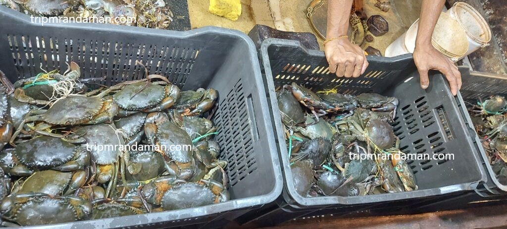 Fresh Crabs of at Bhatubasti Fish Market, Port Blair Andaman