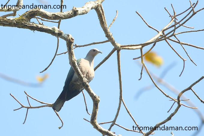 Andaman Birds