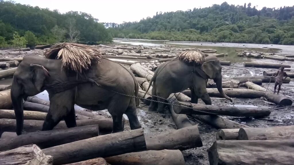 Elephants pulling tree logs