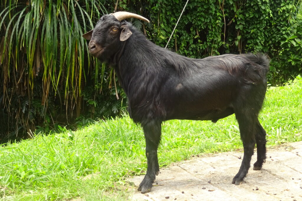 Andamani Goat