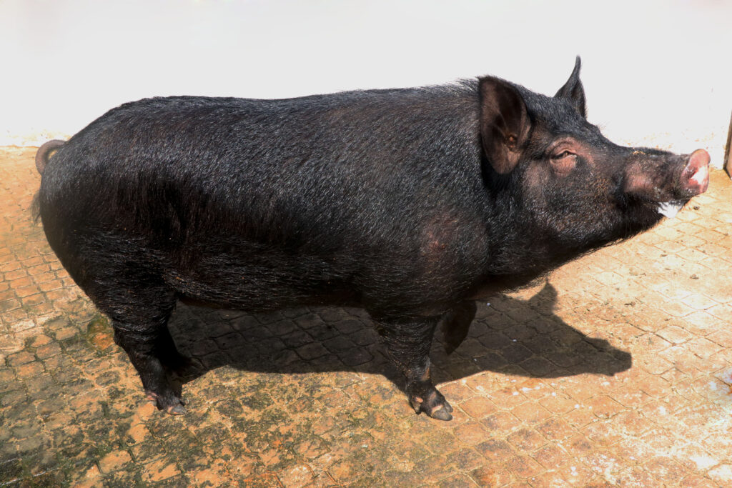 Andamani PIG