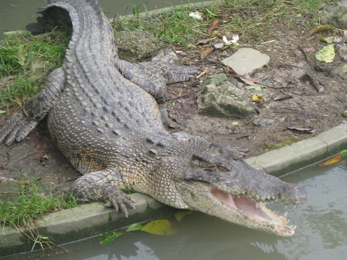 Crocodile at Mini Zoo, Haddo Port Blair , File Photo