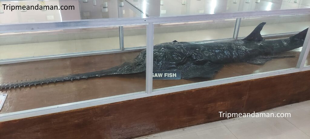 Preserved Dolphin at Fish Aquarium Port Blair