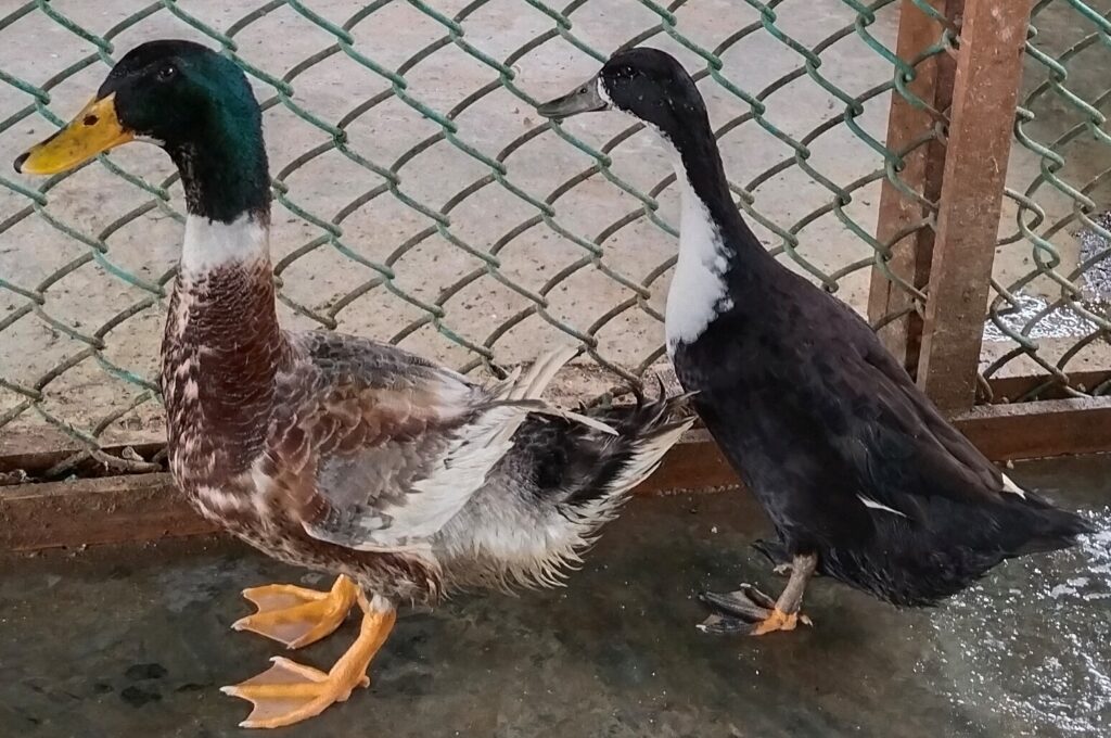 Andamani ducks