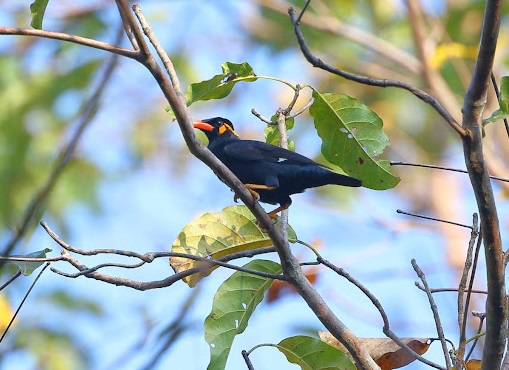 Andaman Birds Poem