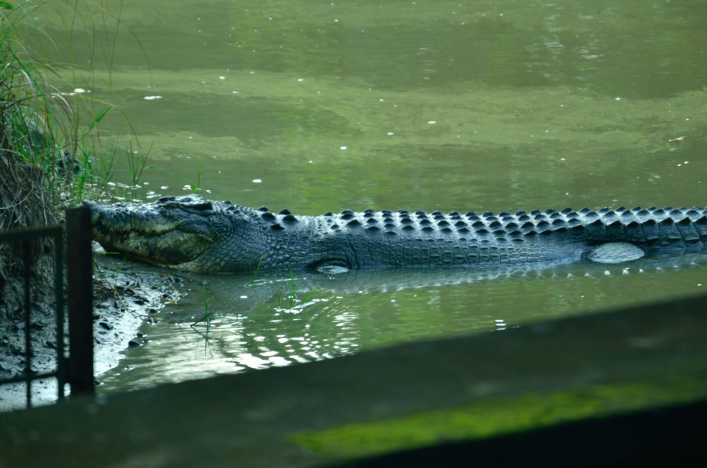 Crocodile at Wandoor Beach in 2017