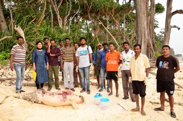 Mr. Sagar Rajpurkar and team inspecting the stranded dugong with the Forest and Veterinary department Photo Credit : https://wii.gov.in/