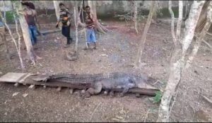 3.6-metre-long crocodile from Shantipur Nallah of Kadamtala region of Middle Andaman on August 26, 2023