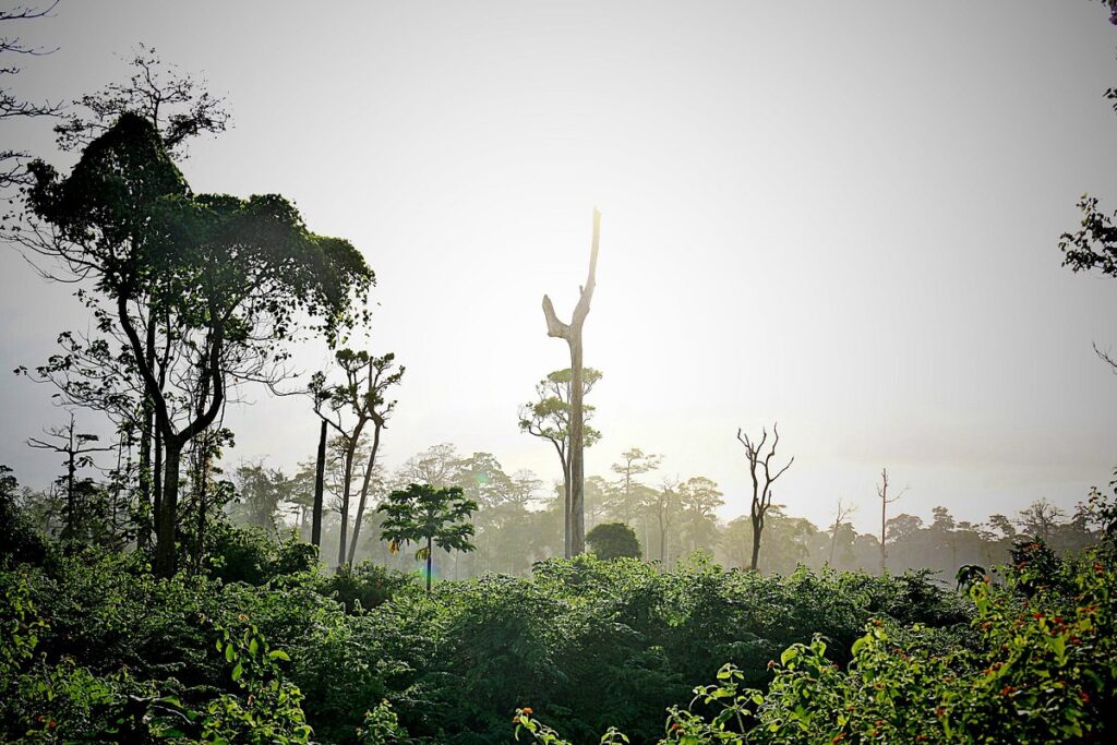 Little Andaman Jungle