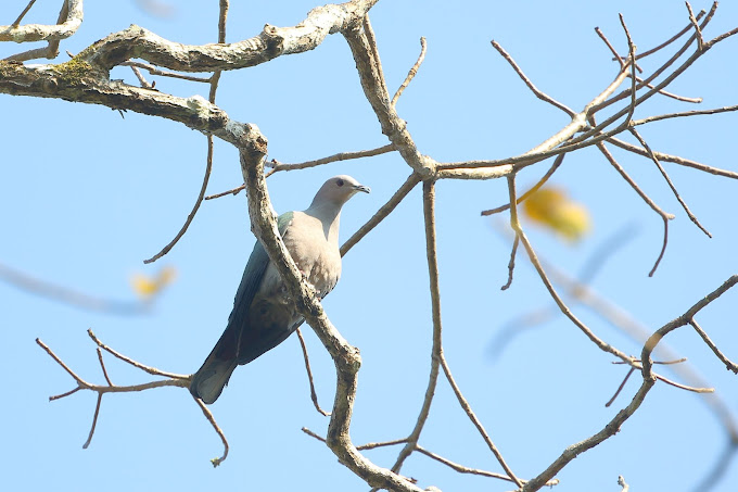 Andaman Birds Poem