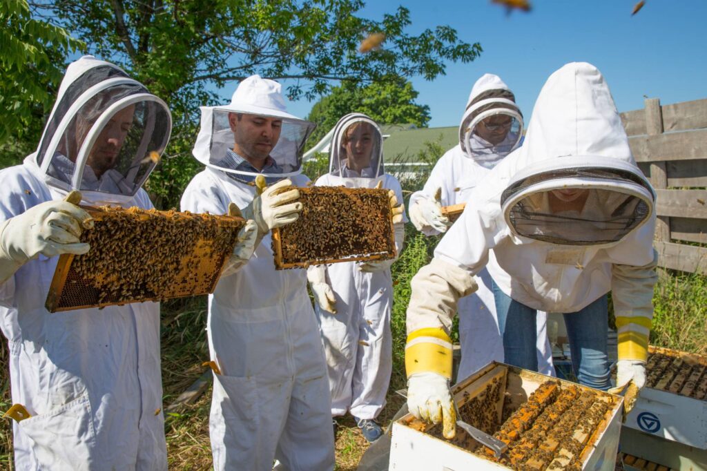 Beehive Keeping