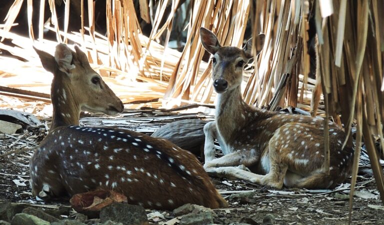 Andaman-Ross-Deer6