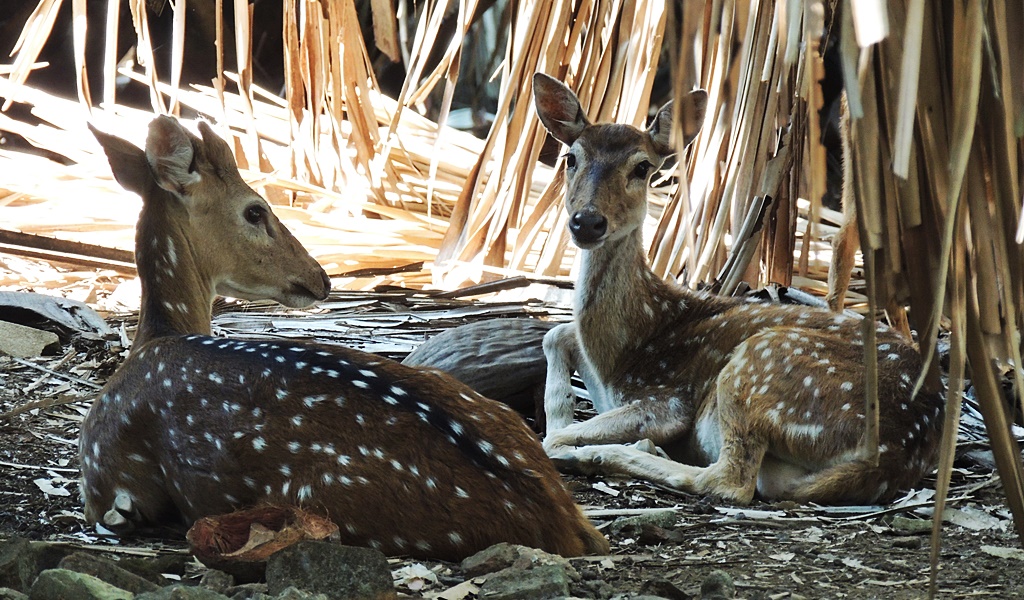 File Photo : Rose Island Deer sitting and resting, ANDAMAN 