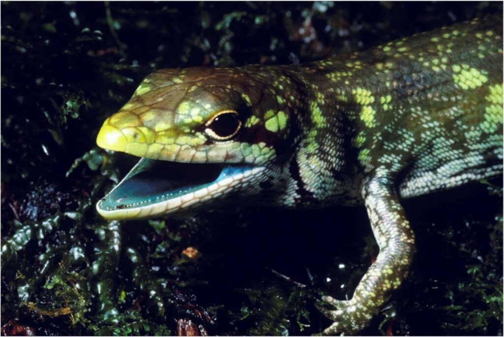 Prasinohaema are green-blooded Lizards