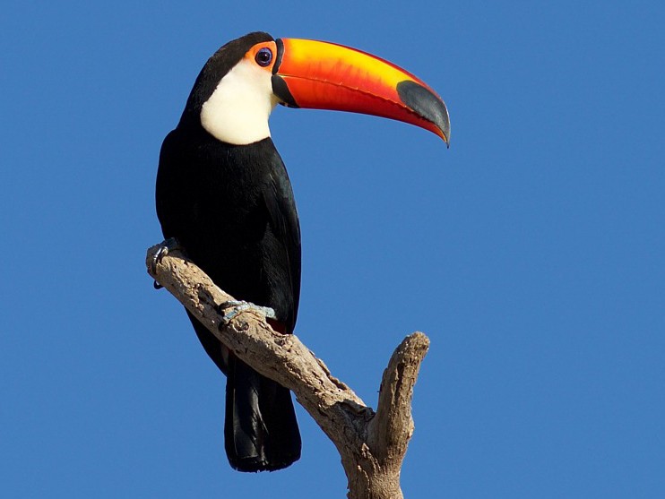 Toco Toucan