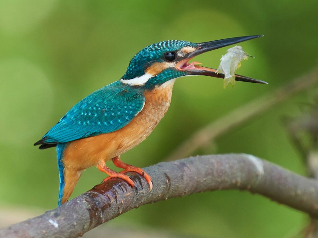 Kingfisher