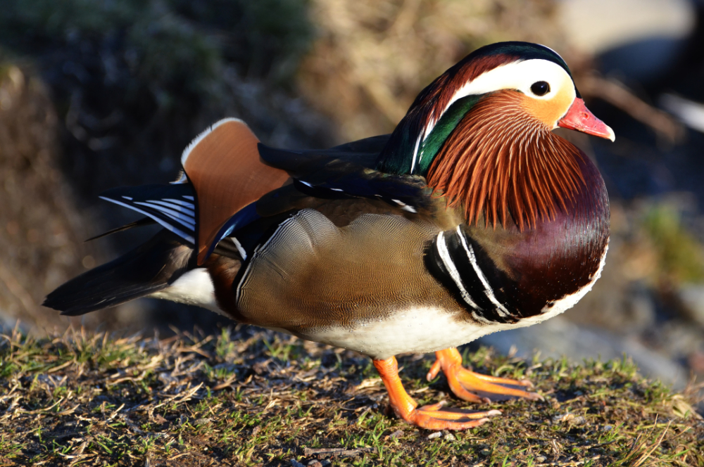 Mandarin Duck