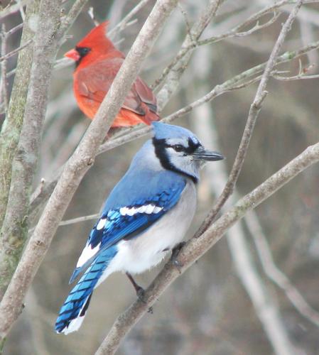 Blue Jay