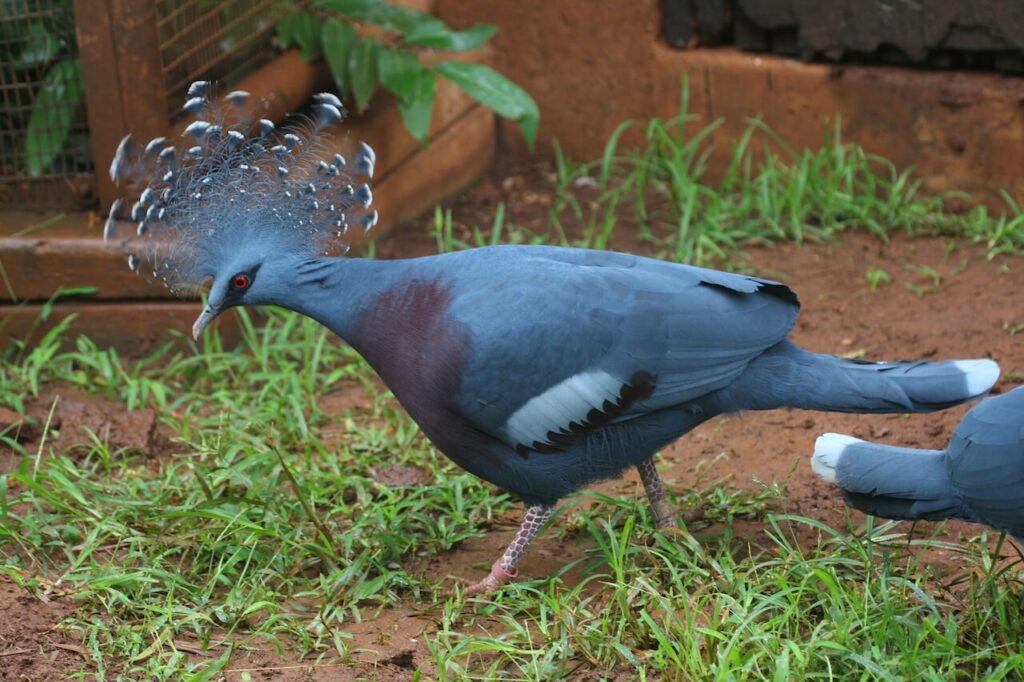 Victoria Crowned Pigeon