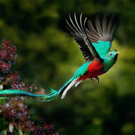 Resplendent Quetzal