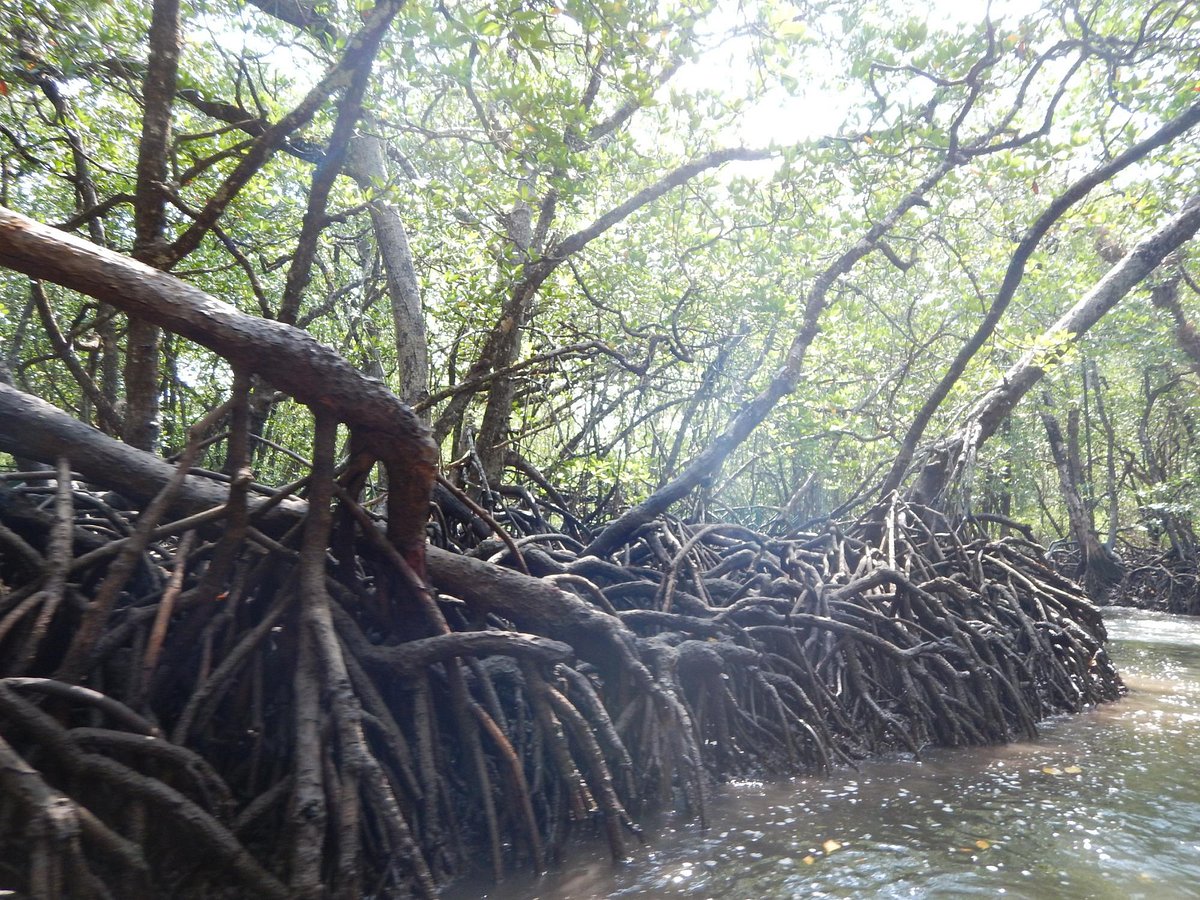 Mangrove Tree with thick Roots 