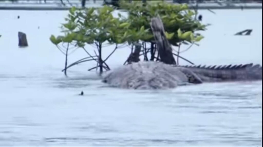 Andaman’s Giant Crocodile Incident