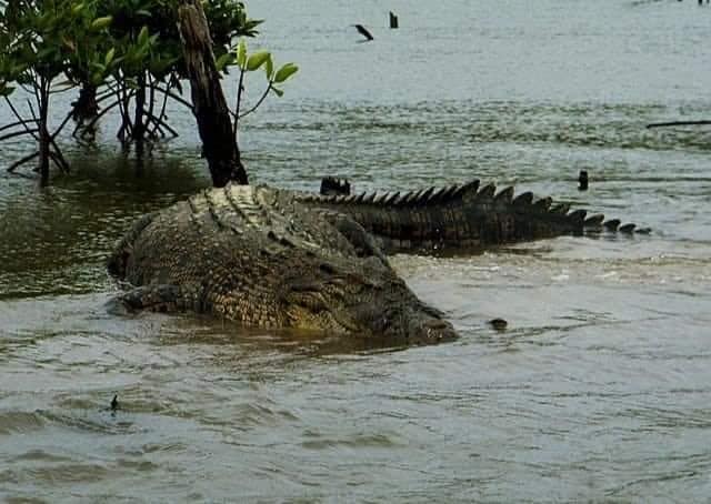 Andaman’s Giant Crocodile Incident